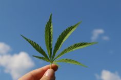 tecnología Blockachain y el cannabis